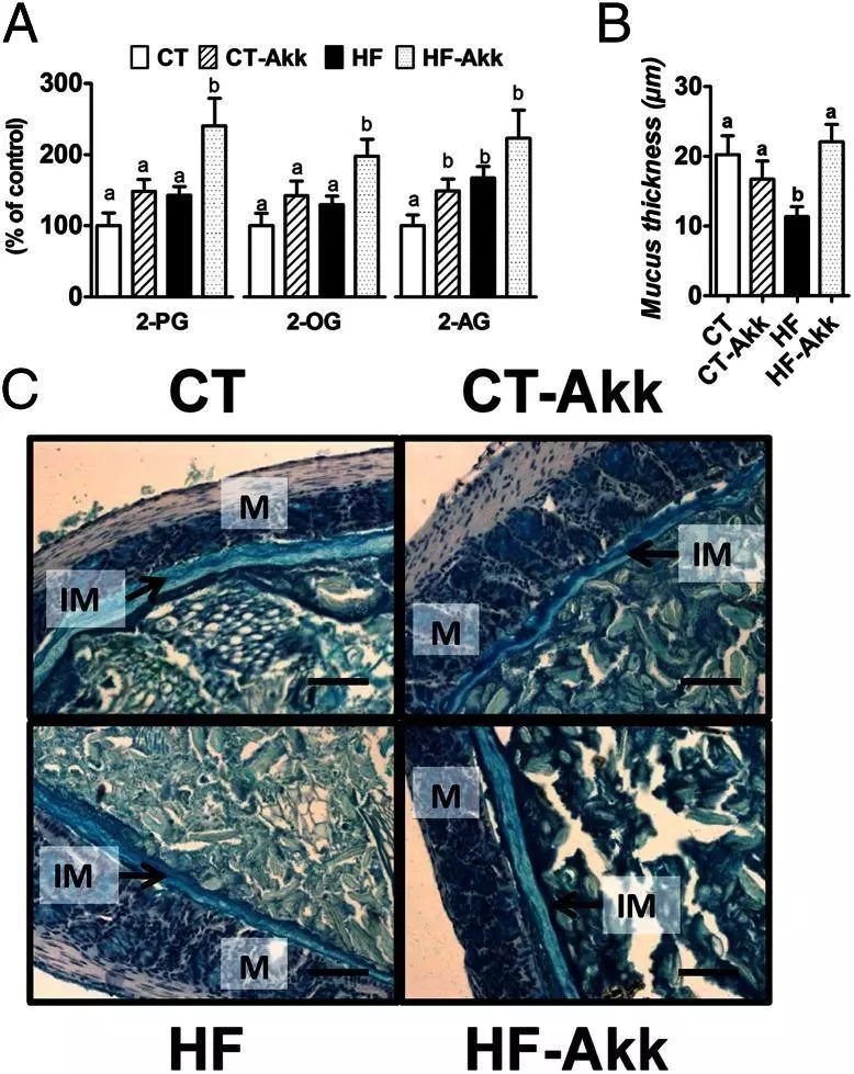 akk益生菌,益生菌akk瘦子菌推荐