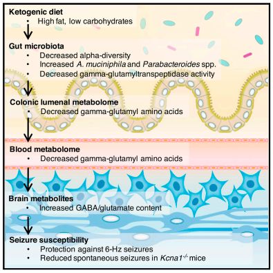 akk益生菌,益生菌akk瘦子菌推荐