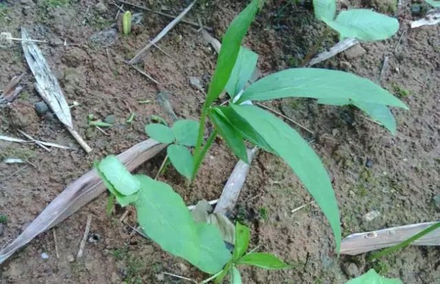 一吹就散的蒲公英就是弱不禁风,一吹就散的蒲公英什么地方有