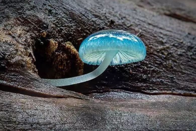 世界上最美的9种蘑菇,阿凡达菌类