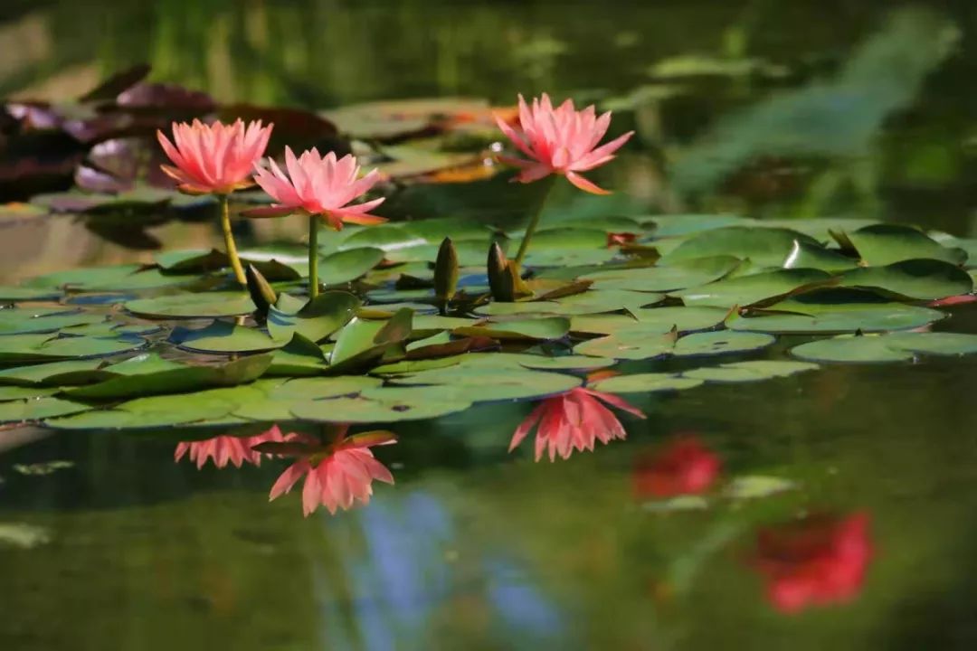 《哪吒》：孤独，只因没有在这里遇见TA