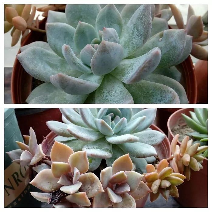 无尽的多肉!陪我走过七年人生之旅