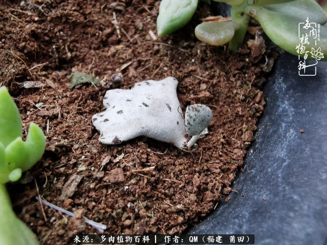 无尽的多肉!陪我走过七年人生之旅