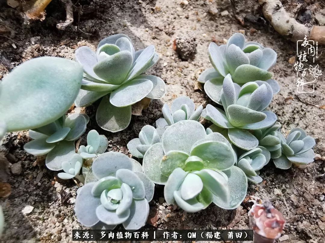 无尽的多肉!陪我走过七年人生之旅