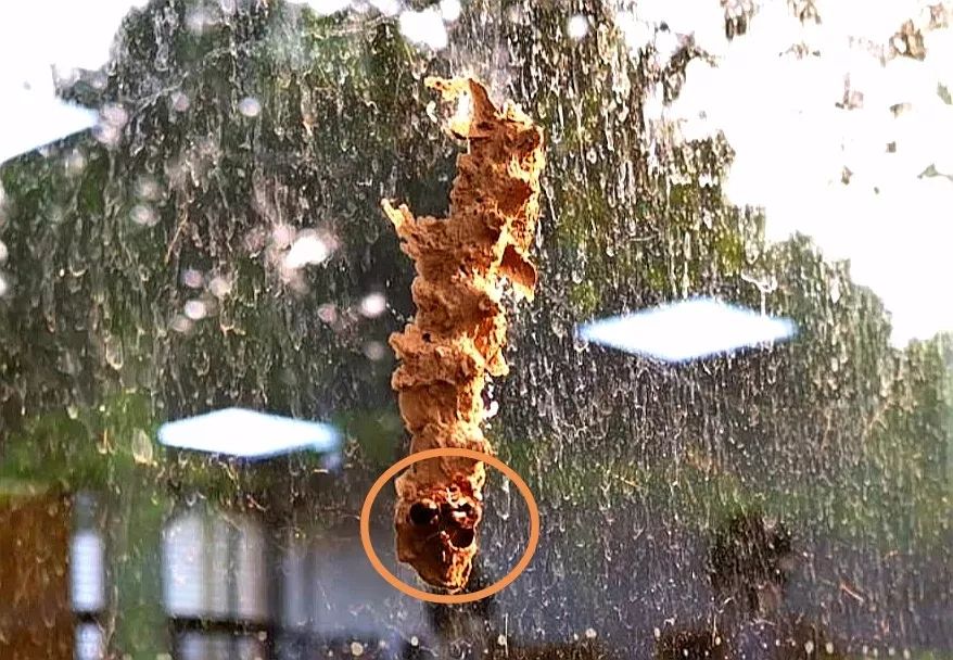 泥蜂筑巢的泥是哪来的,泥蜂能用泥巴筑巢吗