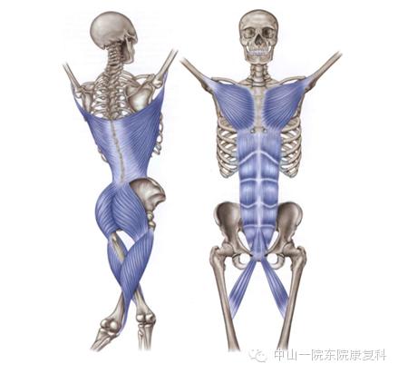 康复治疗技术人体解剖学,12条筋膜链解析及治疗手法