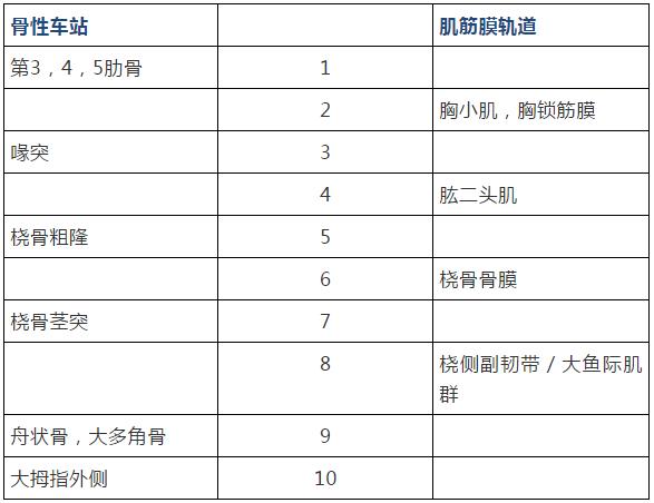 筋膜的康复训练方法,12条筋膜链解析及治疗手法