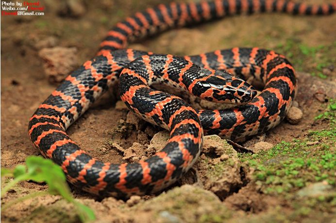 科普蛇类有毒的和没毒的,科普蛇的主播有哪些