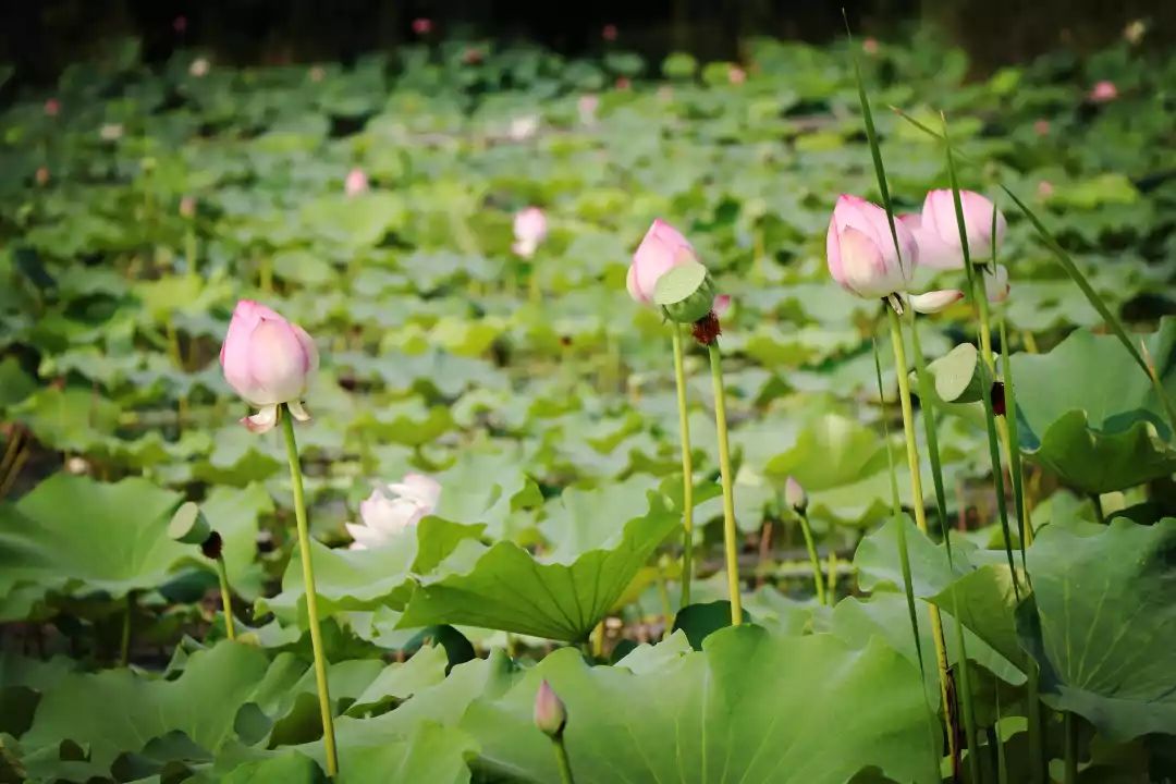 南京江宁区秣陵杏花村景区,南京秣陵杏花村