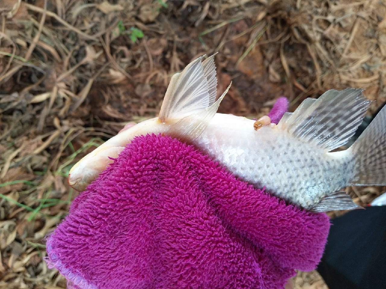 一不小心成坑冠，奈何狂拉还是败给网工...