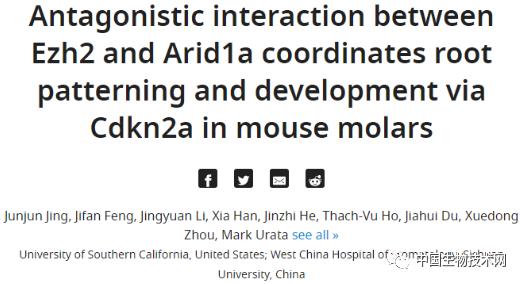 年轻恒牙牙根折裂再生,再生牙有实现的可能吗