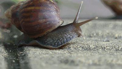 别吃！别碰！这个外来生物坏得很，弄死它！