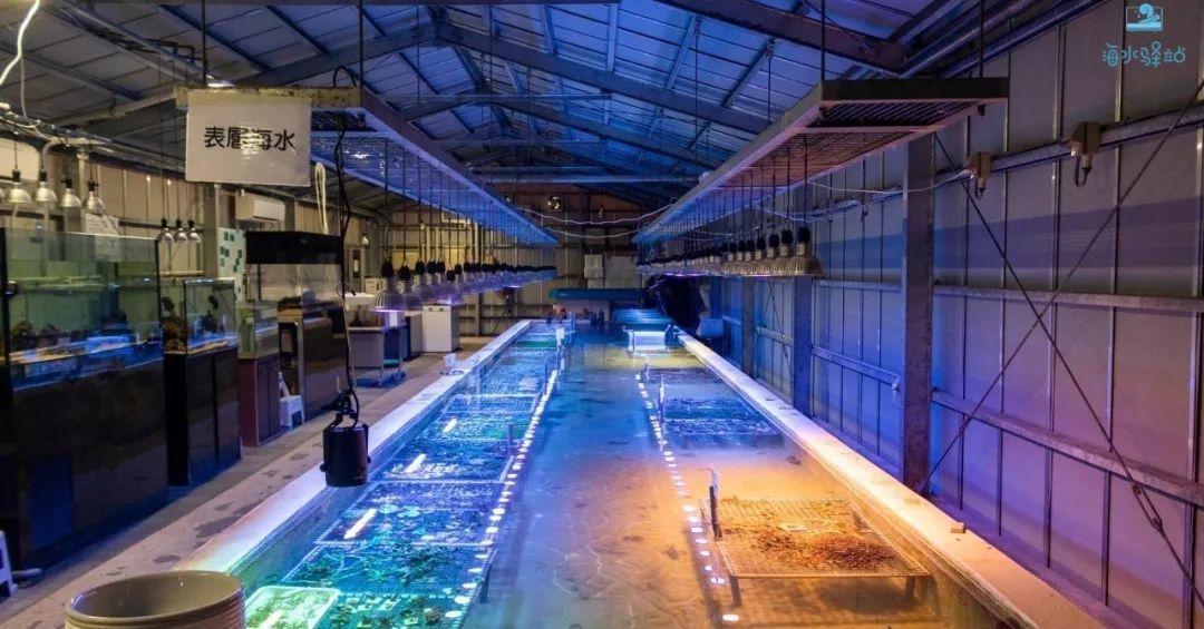 2019年我大学毕业后在日本开个海水店