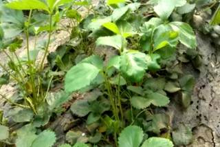 各种药害果实的表现,调节剂药害的症状及解决方法