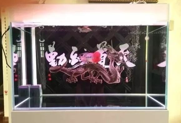 罗汉鱼开缸全过程,罗汉缸需要多少钱