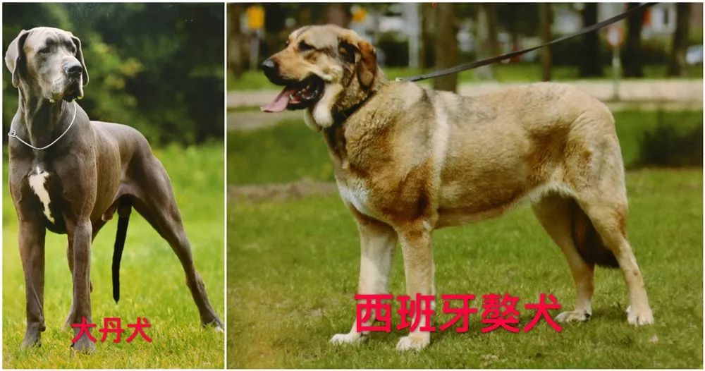 天津烈性犬,天津禁养犬重点管理区域划分