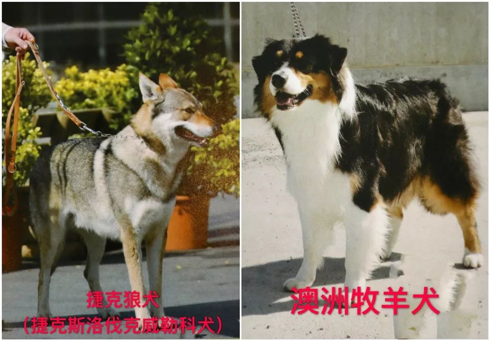 天津烈性犬,天津禁养犬重点管理区域划分