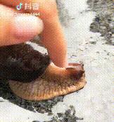 雨后常见的大蜗牛有什么危害,深圳雨后的大蜗牛是保护动物吗