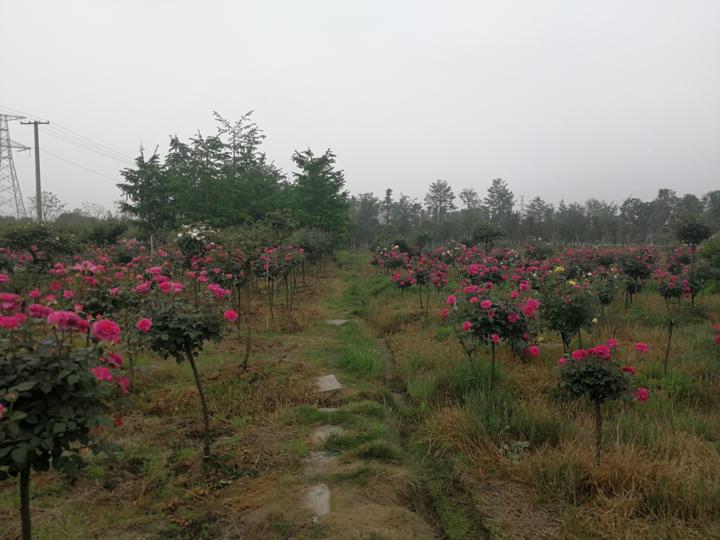 上虞玫瑰花基地,上虞区鲜花基地