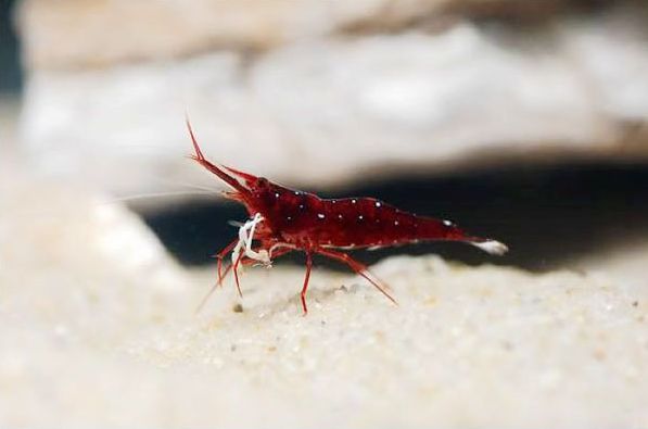 草缸观赏虾品种与养殖,观赏虾哪种在草缸里最好看