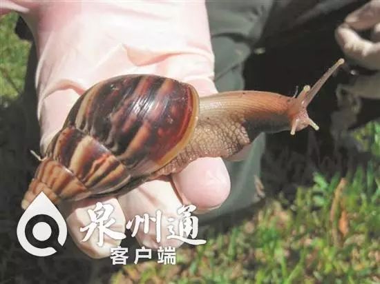 当心有毒虫,毒虫出没一晚上4人被咬紧急送医