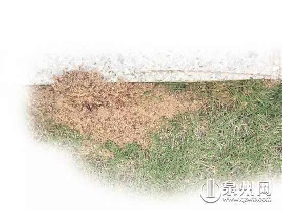 当心有毒虫,夏季当心这6种小虫被咬可能丧命