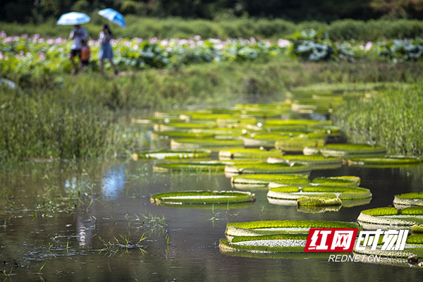 望城好看的取景地,长沙莲花景点
