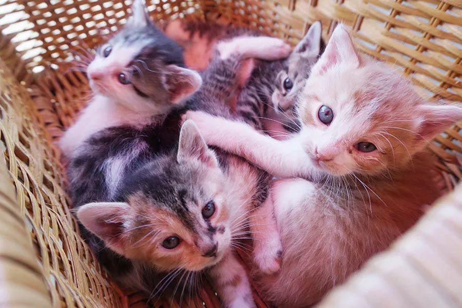 46个人的咖啡馆和2个人的幼儿园