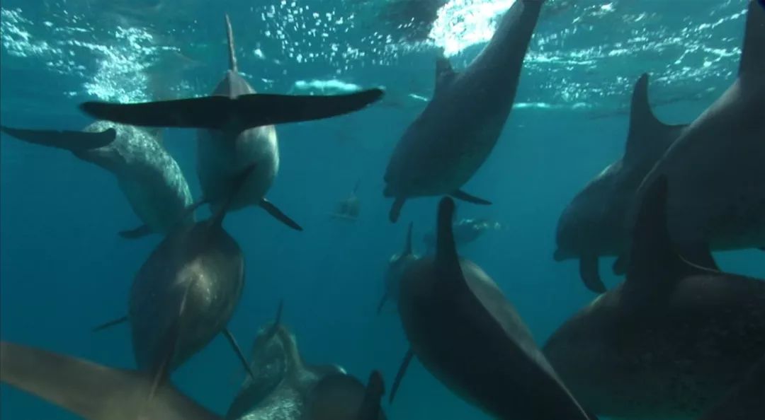 丧心病狂！每帧画面都在捅刀子，多少人忽视了这些人间惨剧…