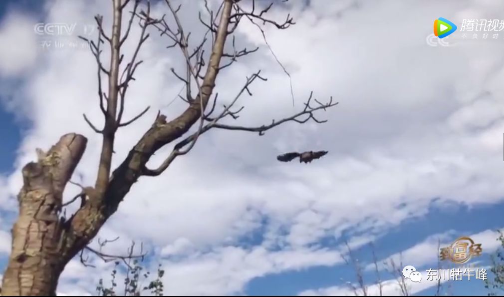 东川茶花仙子,茶花仙子诗全文