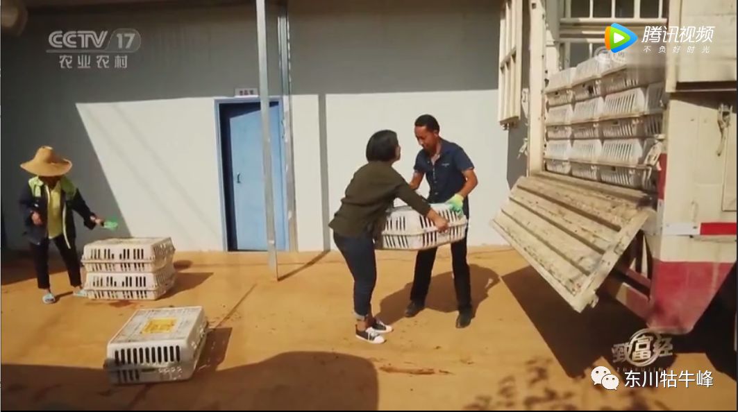 东川茶花仙子,茶花仙子诗全文