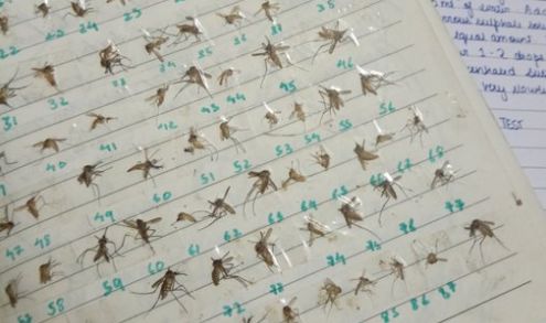 为什么有一些蚊子会飞还会叮人,为什么会有蚊子这种生物有趣回答