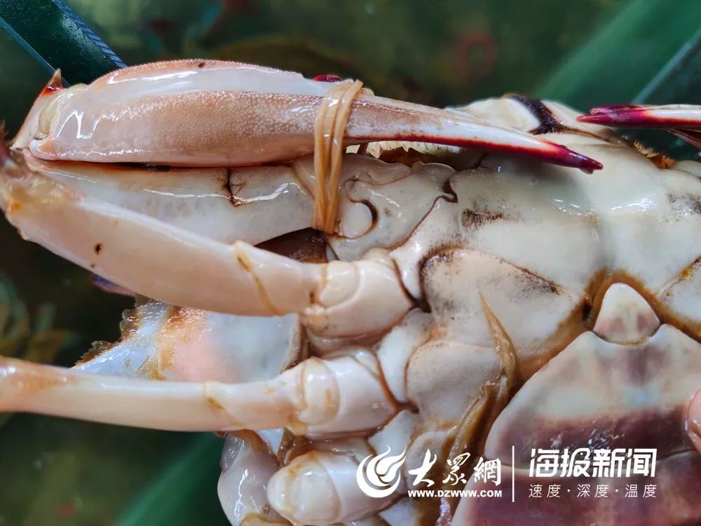 海鲜市场螃蟹多少钱一斤,今日螃蟹批发价目表