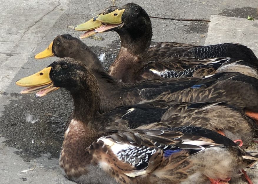 防城港的鸭子，为什么怕“七月十四”？