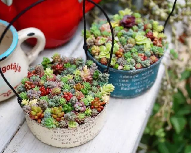 当破铜烂铁碰上多肉，这美度居然还能翻倍