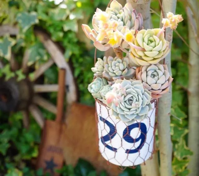 当破铜烂铁碰上多肉，这美度居然还能翻倍