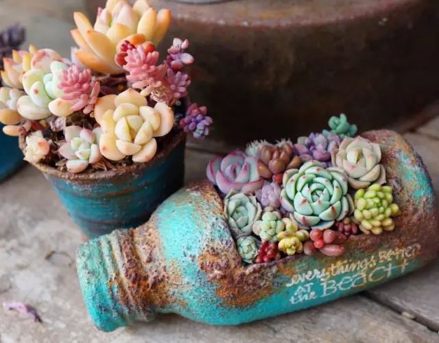 当破铜烂铁碰上多肉，这美度居然还能翻倍