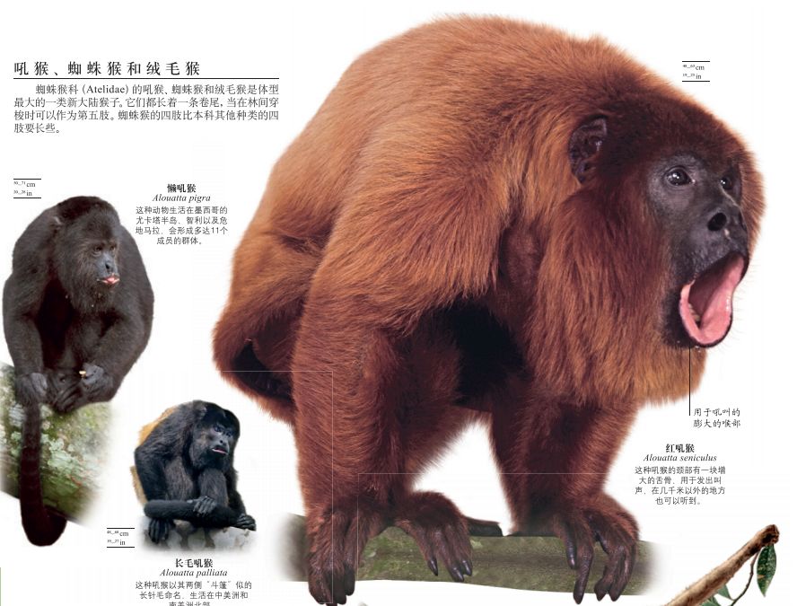 dk博物大百科有没有必要买,dk博物大百科火爆