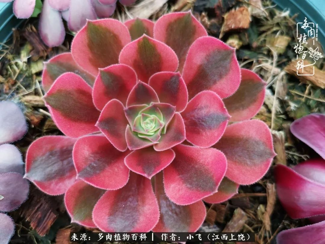 多肉法师品种科普之常见法师锦,法师多肉新品种锦光辉