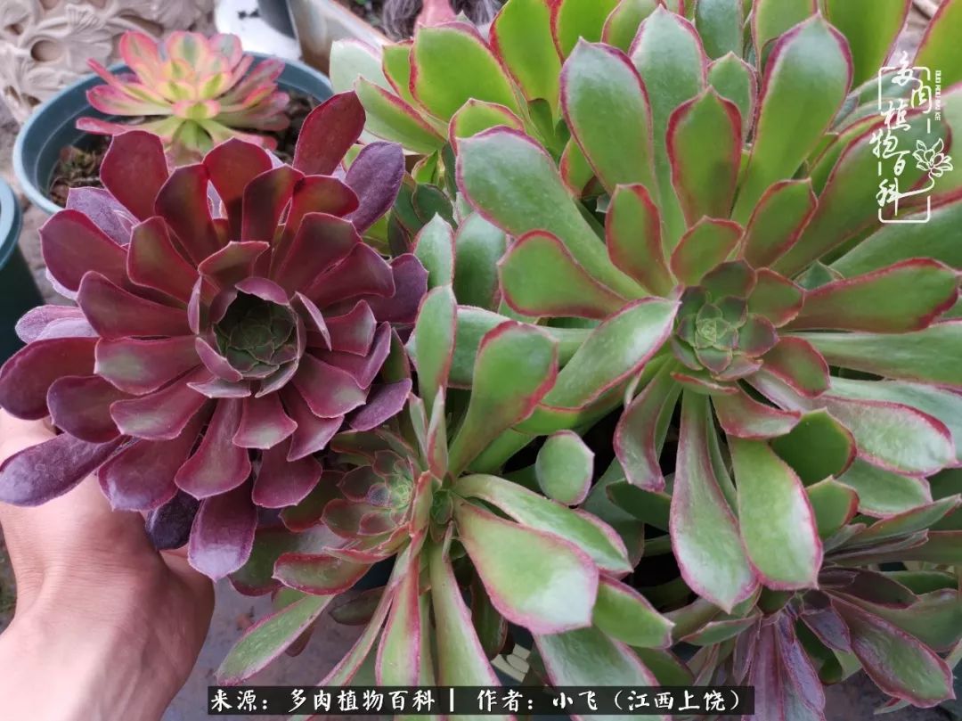 多肉法师品种科普之常见法师锦,法师多肉新品种锦光辉