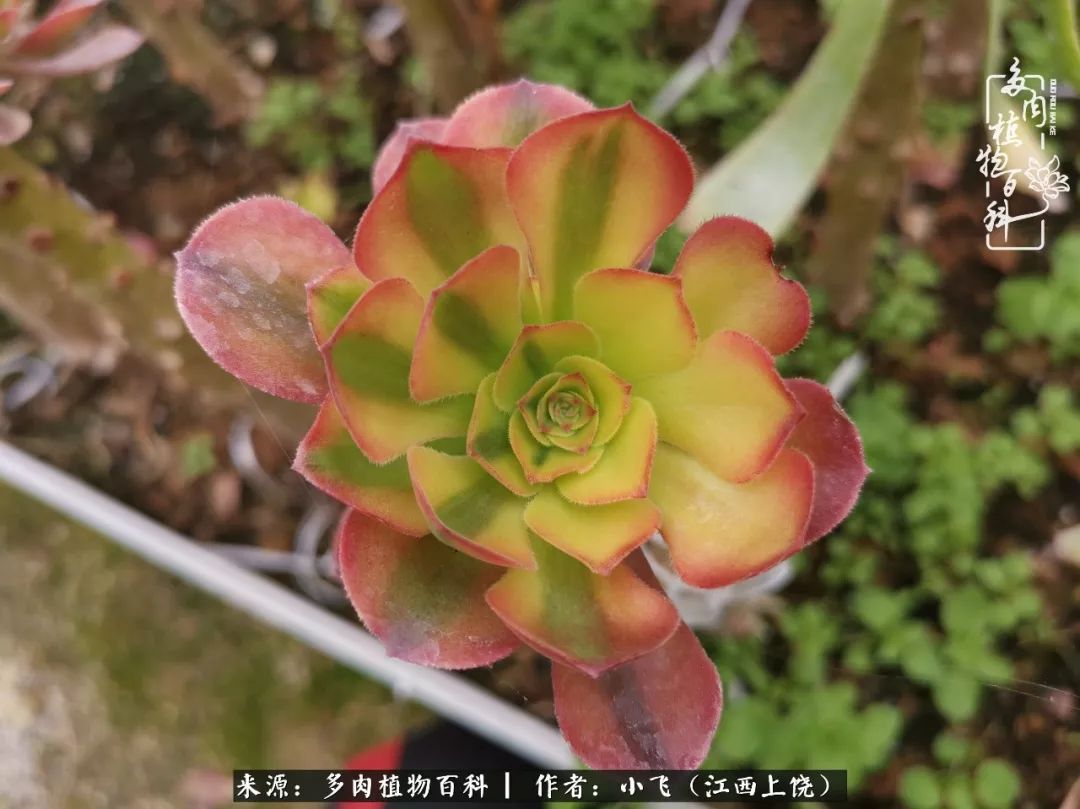 多肉法师品种科普之常见法师锦,法师多肉新品种锦光辉