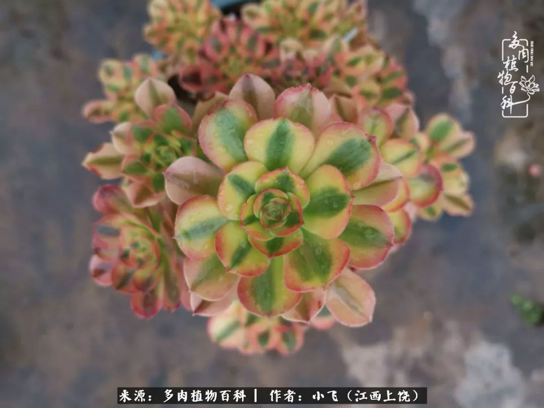 多肉法师品种科普之常见法师锦,法师多肉新品种锦光辉