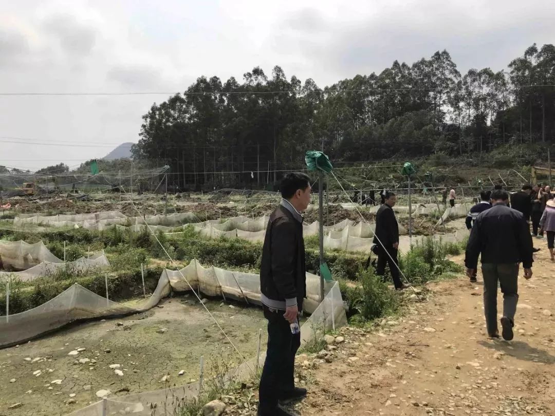 哥老官牛蛙不合格,哥老官火锅店牛蛙被查