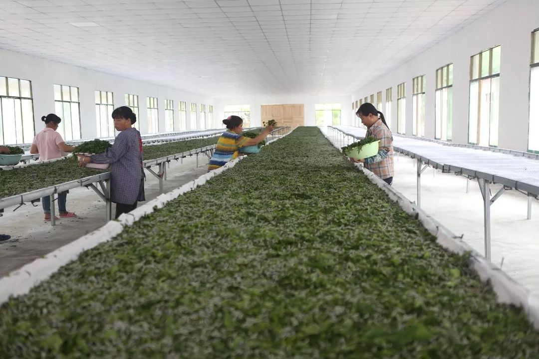 贵州荔波县哪些农业项目,荔波种植什么最赚钱