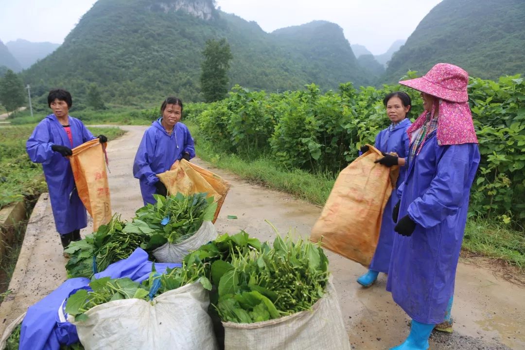 贵州荔波县哪些农业项目,荔波种植什么最赚钱