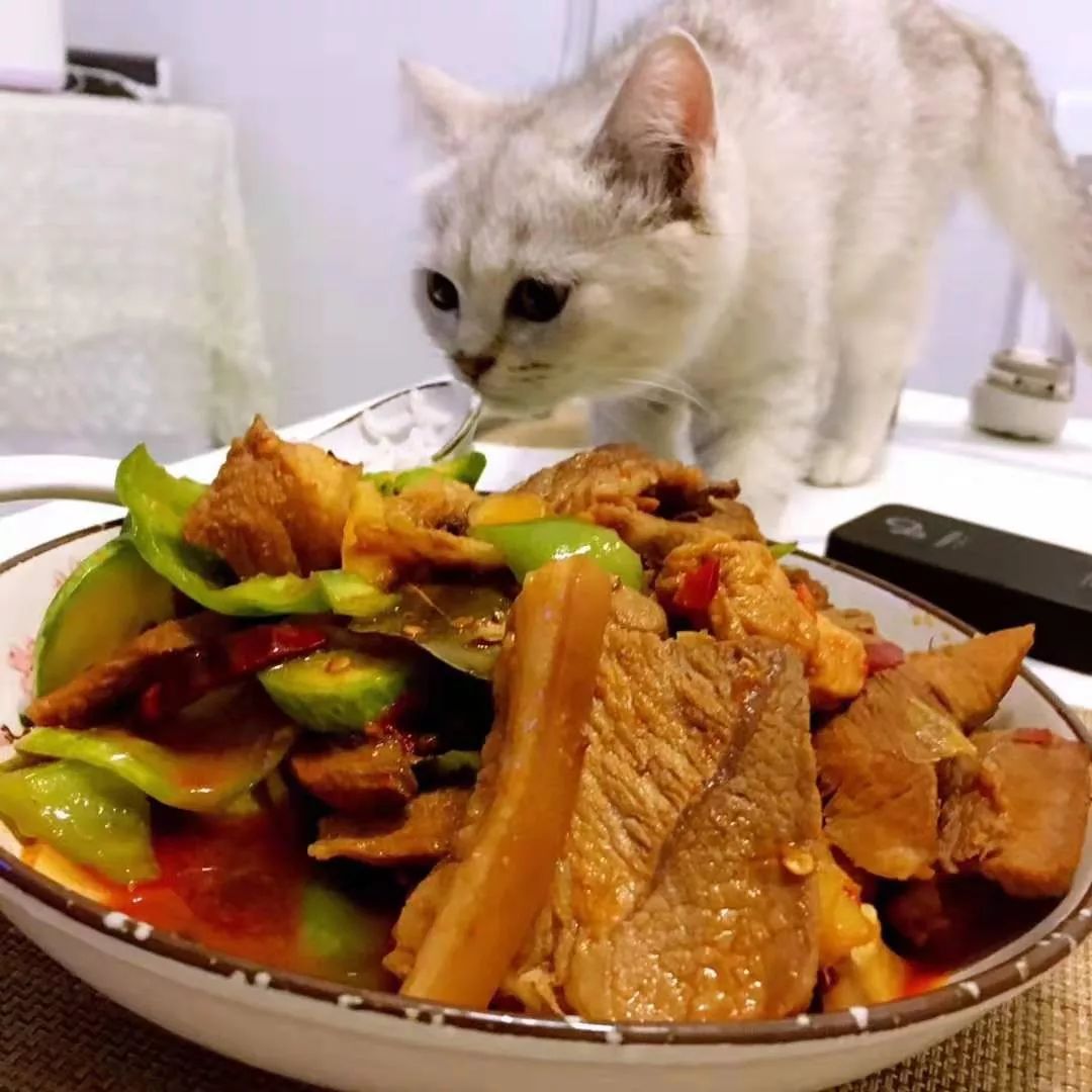 猫知道想主人吗,猫知道下雨下雪