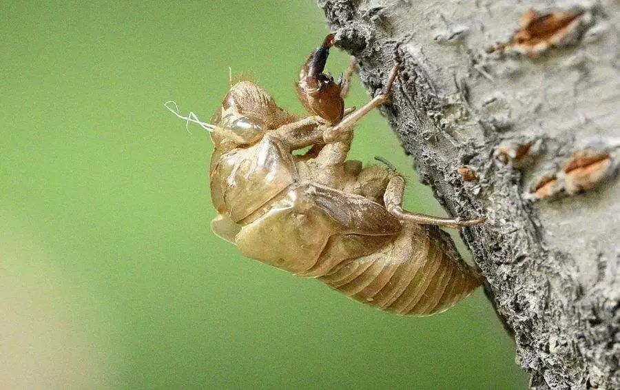 蝉蜕治疗什么病效果最好,蝉蜕治什么病好得快