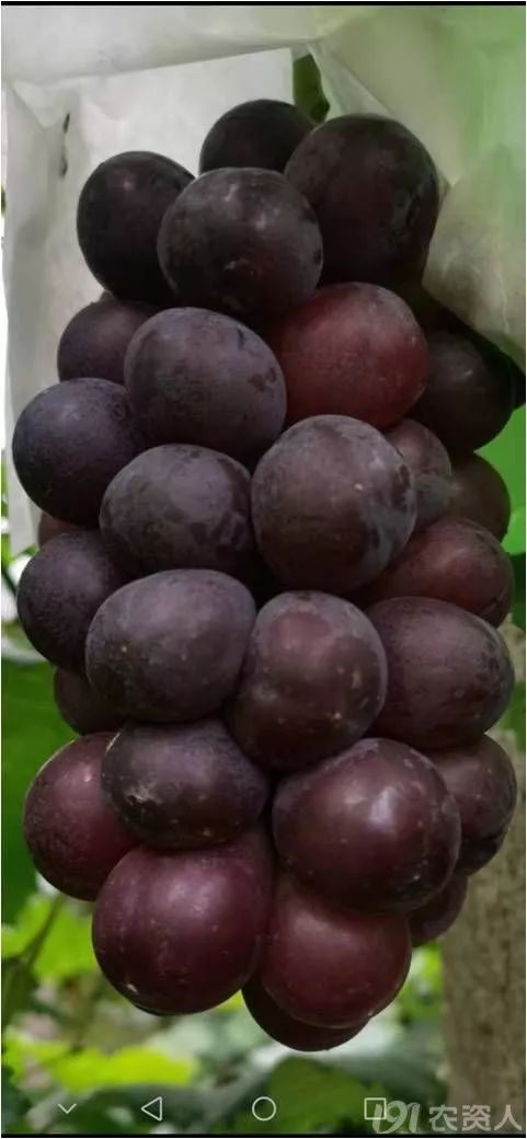2022年有哪些新葡萄品种,2019葡萄新品种介绍