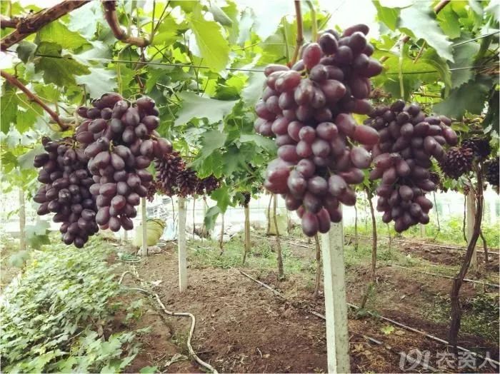 2022年有哪些新葡萄品种,2019葡萄新品种介绍