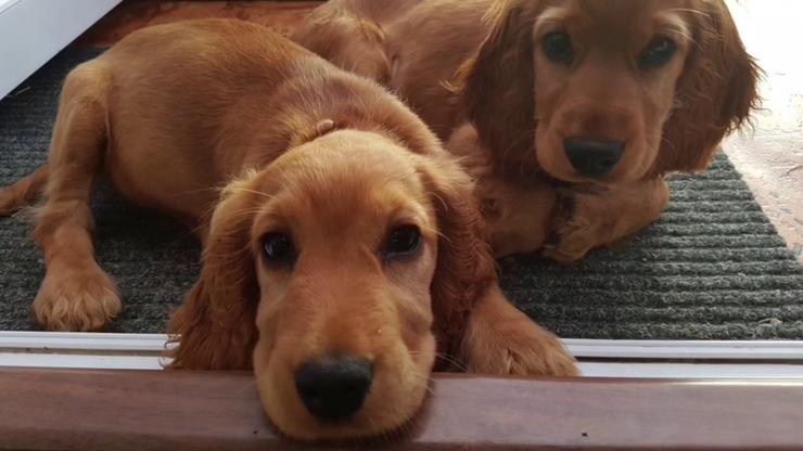 google科学家,google学术搜索综述文章